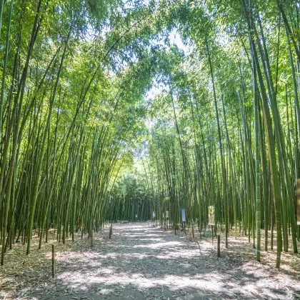 The famous Bamboo Cevennes of Anduze, Occitanie, France